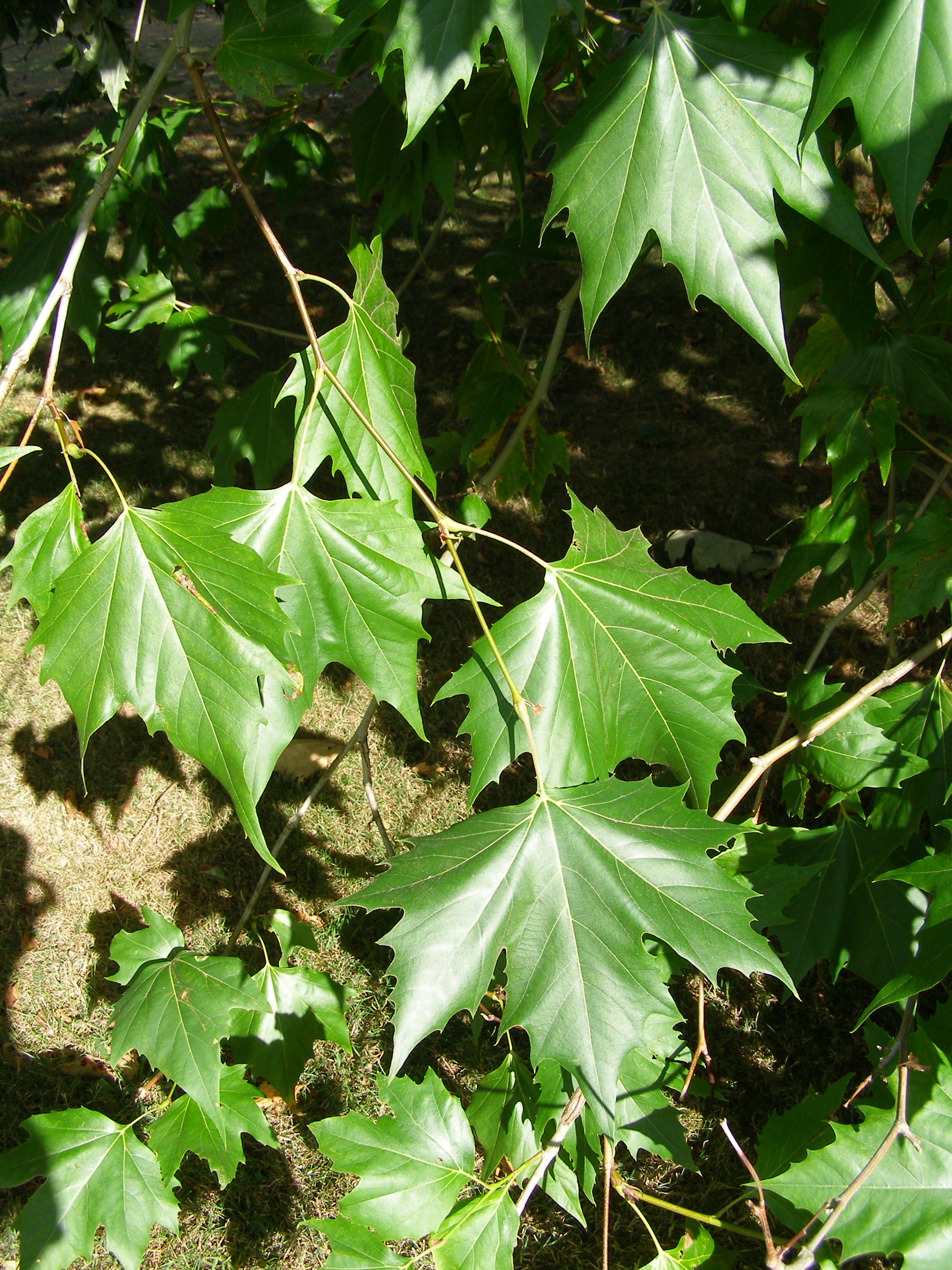 Leafy shoot in late summer