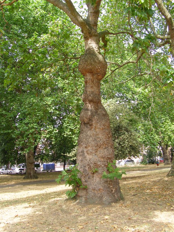 Distorted form at Kennington Park