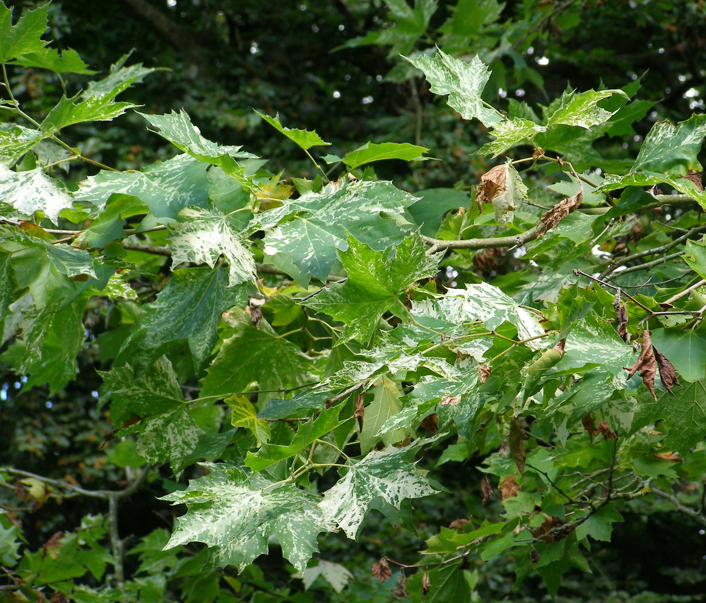 Leafy branch of Platanus 'Suttneri'